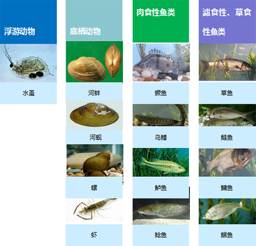 生态构建技术
