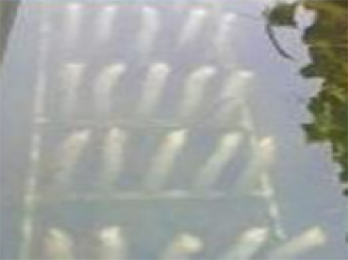 生物膜技术