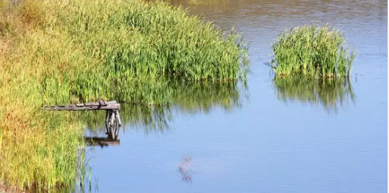 河道景观设计：、绿化、综合治理、生态修复及植物选择
