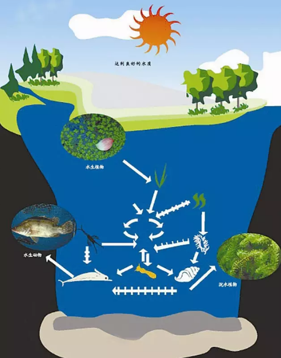 河道景观设计：、绿化、综合治理、生态修复及植物选择