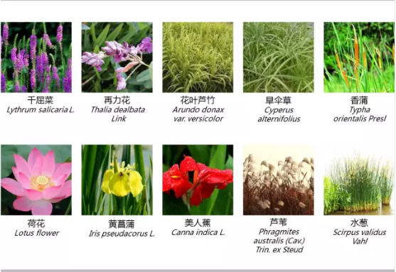 河道景观设计：、绿化、综合治理、生态修复及植物选择