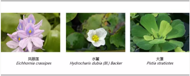 河道景观设计：、绿化、综合治理、生态修复及植物选择