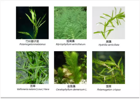 河道景观设计：、绿化、综合治理、生态修复及植物选择