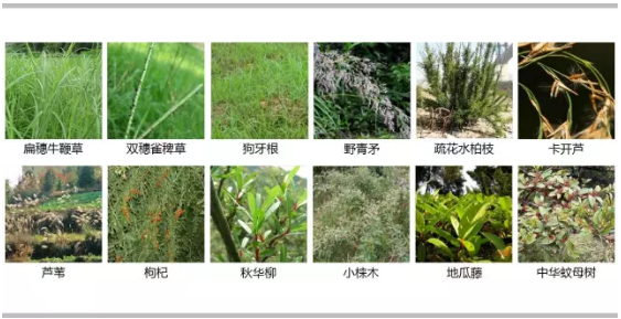 河道景观设计：、绿化、综合治理、生态修复及植物选择