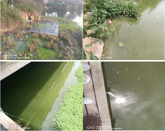 芜湖西洋湖水体治理工程